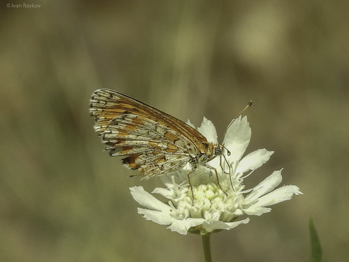 Lesser Spotted Fritillary