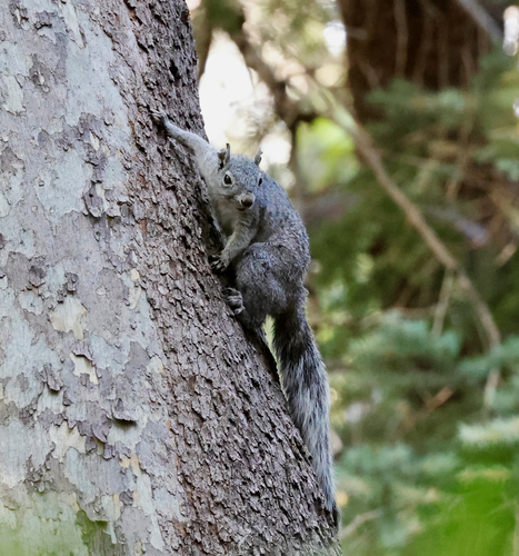 Arizona Gray Squirrel observed by janeyd