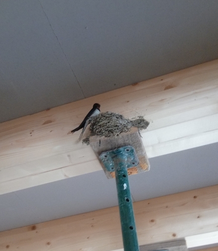 Barn Swallow