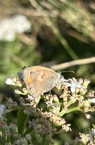 Small Heath