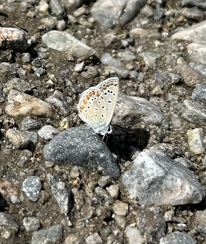 Common Blue