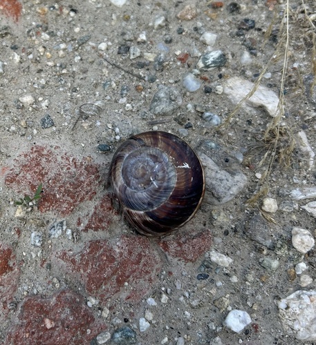 Turkish Snail