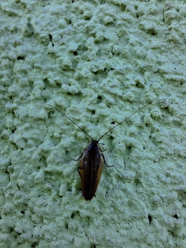 Forest Cockroach