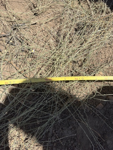 running fleabane