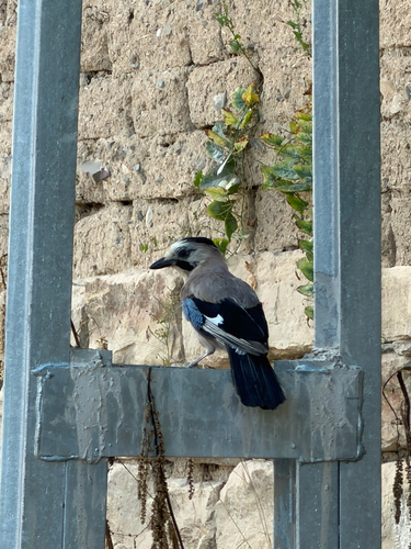 Eurasian Jay