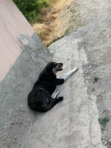 Domestic Dog
