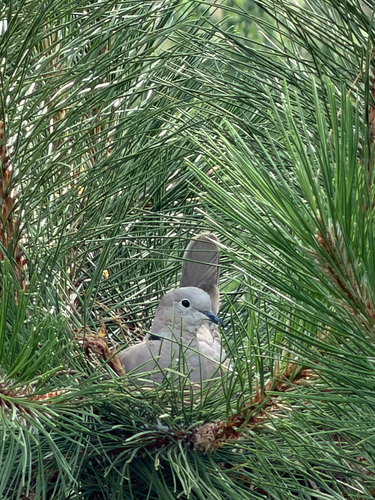 Eurasian Collared-Dove