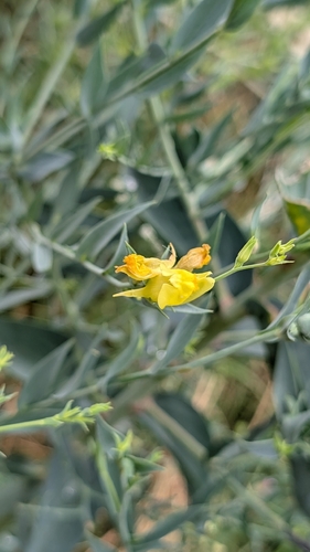 Broomleaf Toadflax