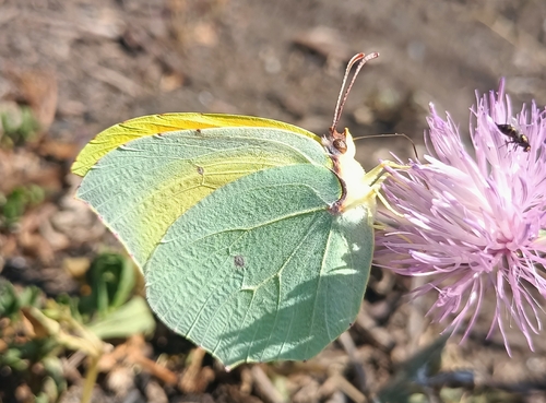 Cleopatra Butterfly