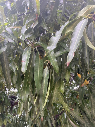 Indian mango