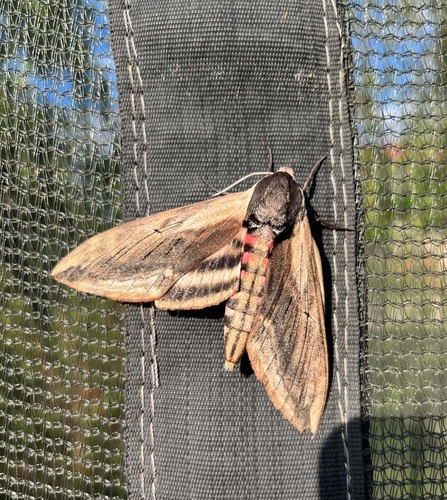 Privet Hawkmoth