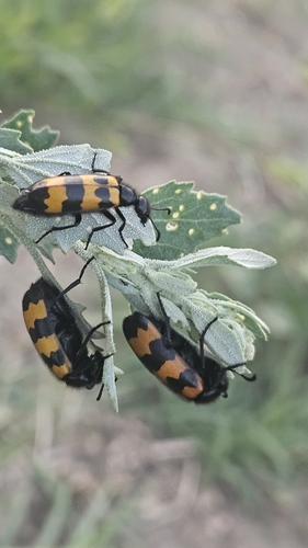 Mylabris variabilis