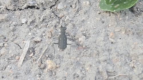 Myriochila melancholica