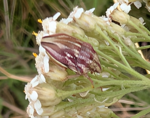 Large purple streaked shieldbug
