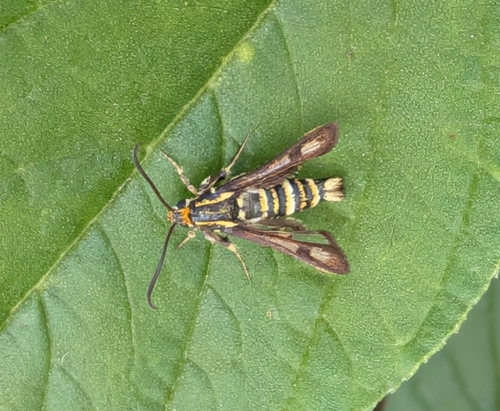 Chamaesphecia annellata
