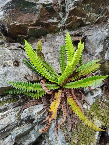 northern holly fern