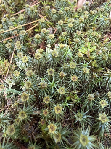 juniper haircap moss