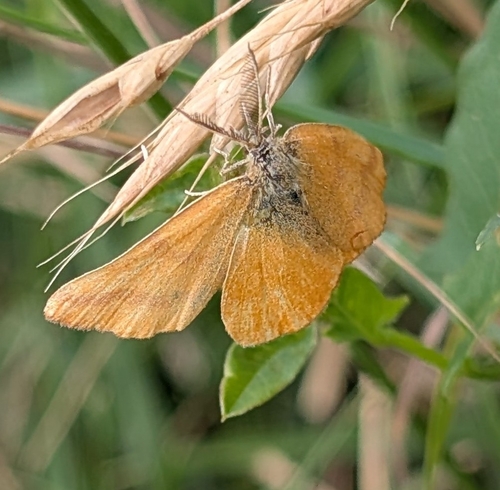 Purple-barred Yellow