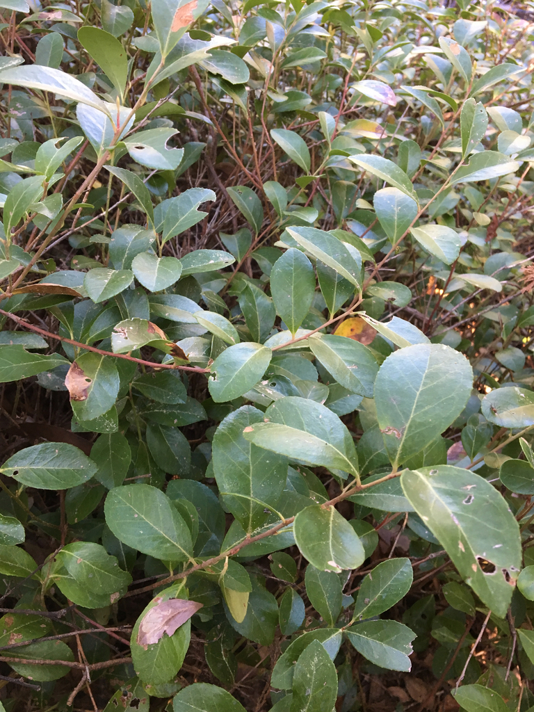 Creeping Blueberry from 331 McLee Rd, Lexington, SC, US on April 9 ...