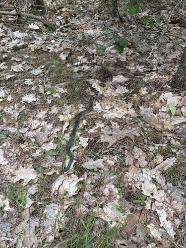 grass snake