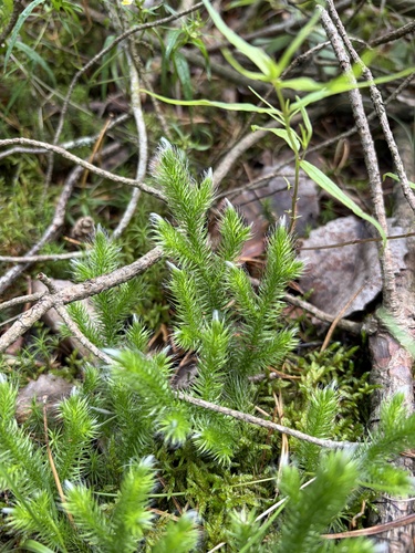 stag's-horn clubmoss