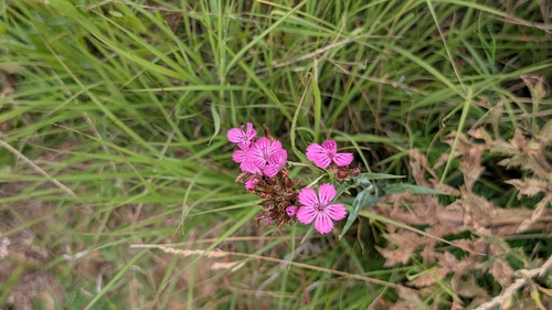 Carthusian Pink