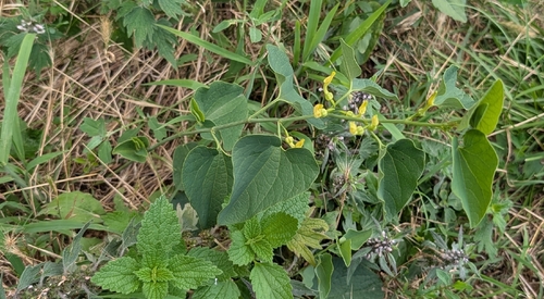 Birthwort