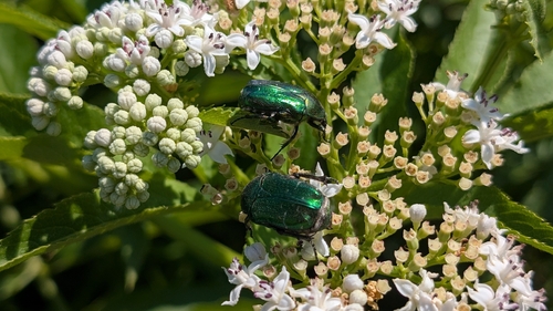European Rose Chafer