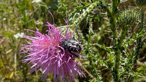 Mediterranean Spotted Chafer