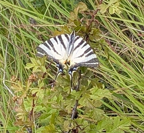 Scarce Swallowtail
