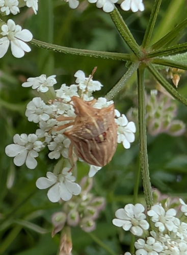 Ancyrosoma leucogrammes