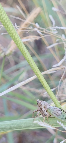 Aridland Cicada