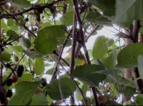Eurasian Golden Oriole