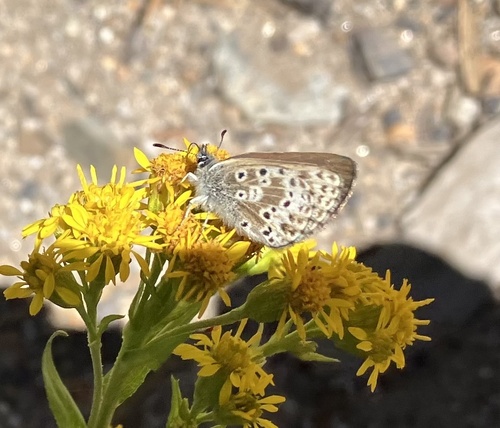 iNaturalist observation photo of Sierra Blue