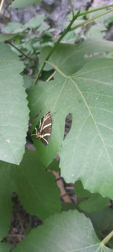 Jersey Tiger