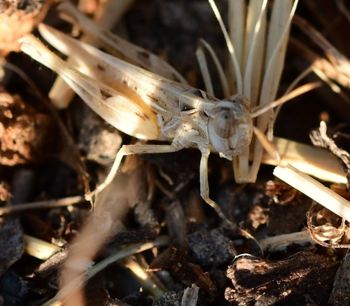 Jago's Cross-backed Grasshopper