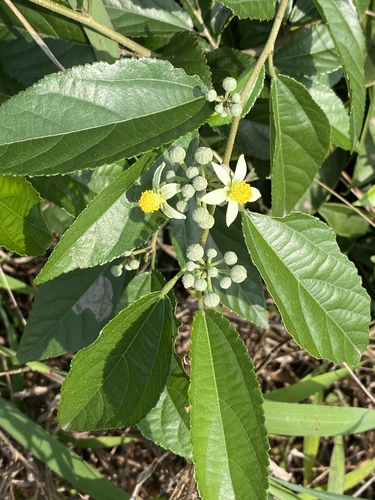 bilobed grewia (Grewia biloba)