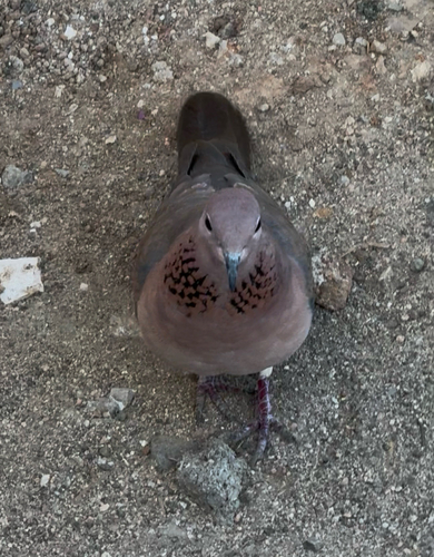 Laughing Dove