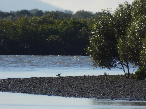 Eurasian Whimbrel