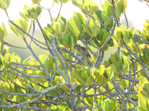 Mangrove Honeyeater