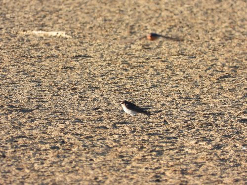 Welcome Swallow