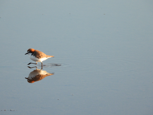Red-capped Plover