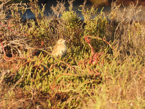 Australian Pipit