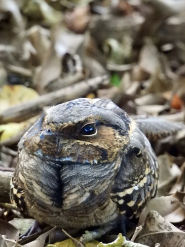 Common Pauraque
