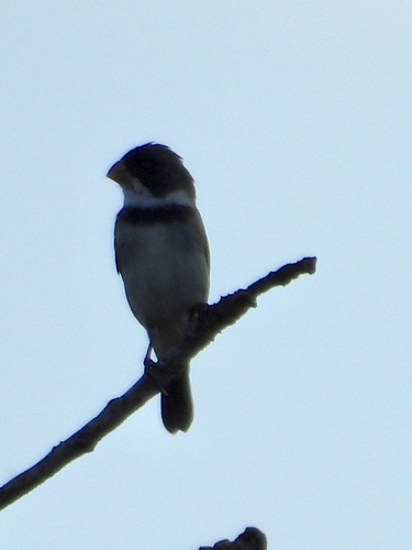 White-throated Seedeater