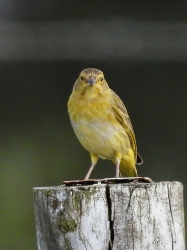 Saffron Finch