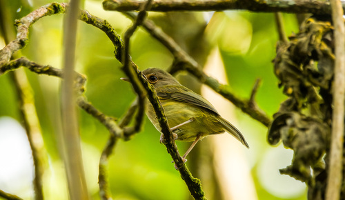Buff-breasted Tody-Tyrant