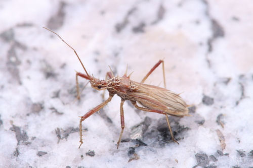 Polididus armatissimus