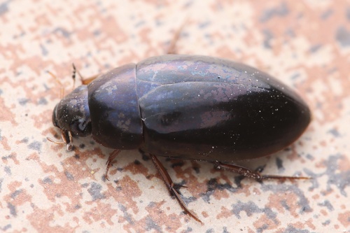 Sternolophus rufipes