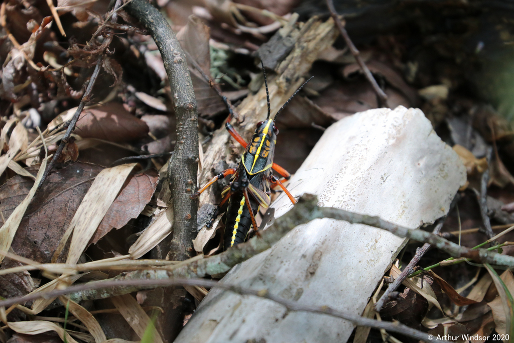 Eastern Lubber from Fort Drum WMA, Indian River County, FL